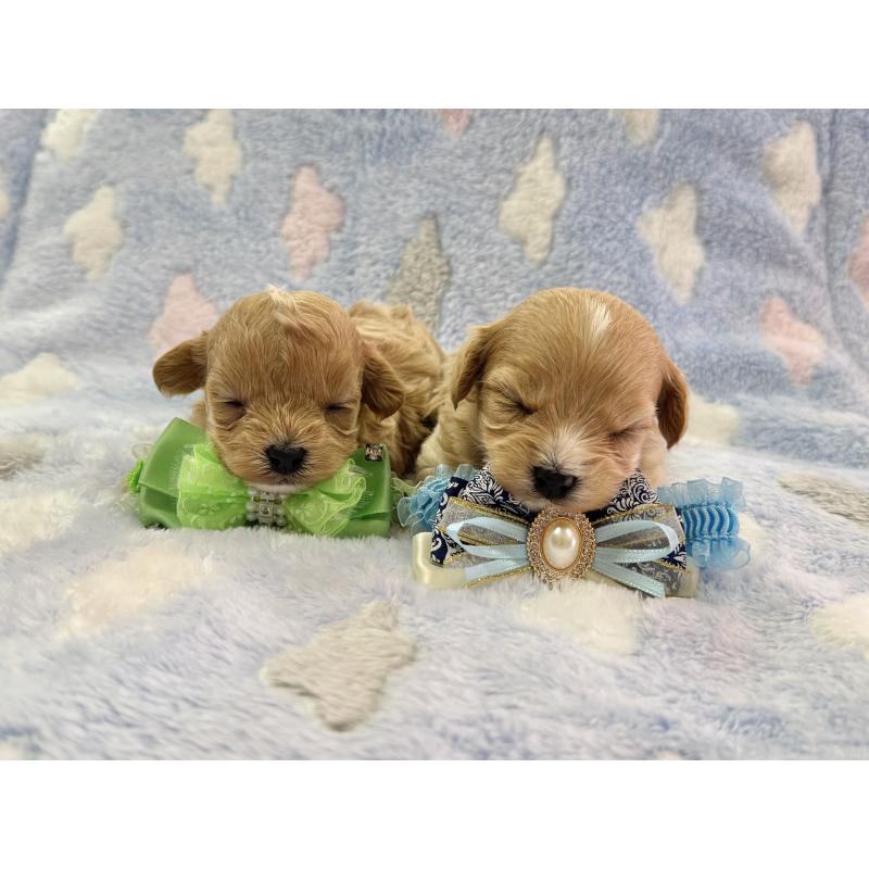 販売中の愛知県のマルプー:マルチーズ×トイプードル-456348の5枚目