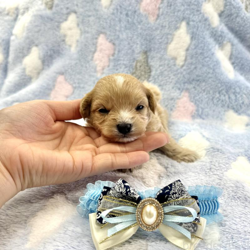 販売中の愛知県のマルプー:マルチーズ×トイプードル-456348