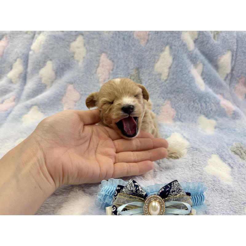 販売中の愛知県のマルプー:マルチーズ×トイプードル-456348の4枚目