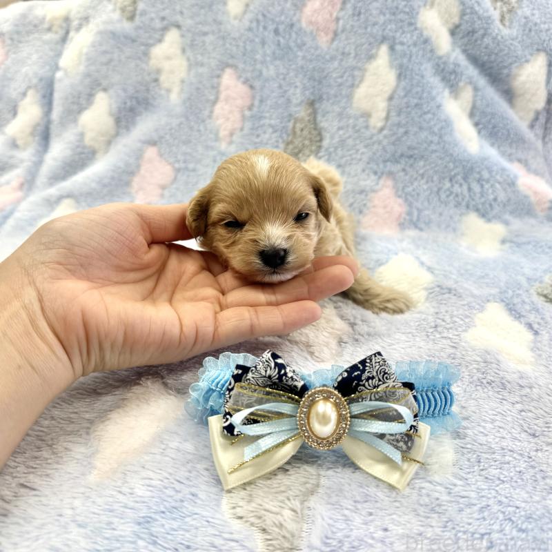 販売中の愛知県のマルプー:マルチーズ×トイプードル-456348の3枚目