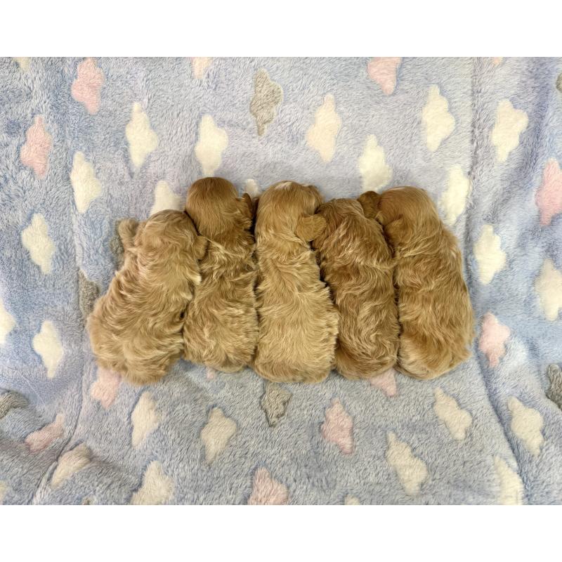 販売中の愛知県のマルプー:マルチーズ×トイプードル-456348の2枚目