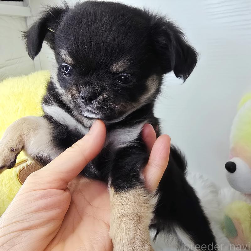 販売中の東京都のチワワ(ロングコート)-261514の3枚目