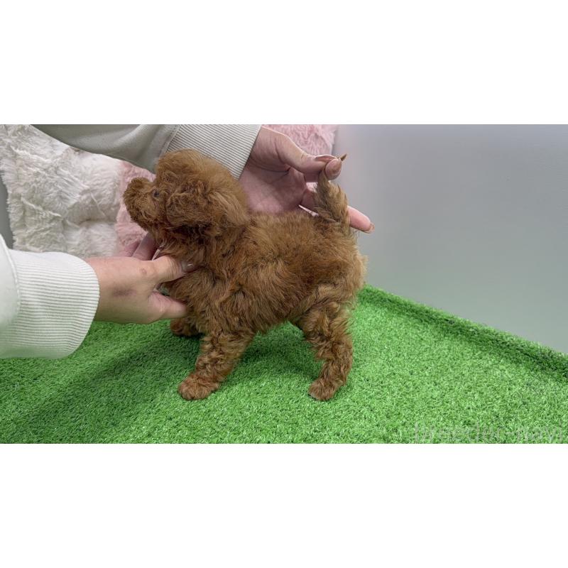 販売中の東京都のティーカッププードル-456349の9枚目