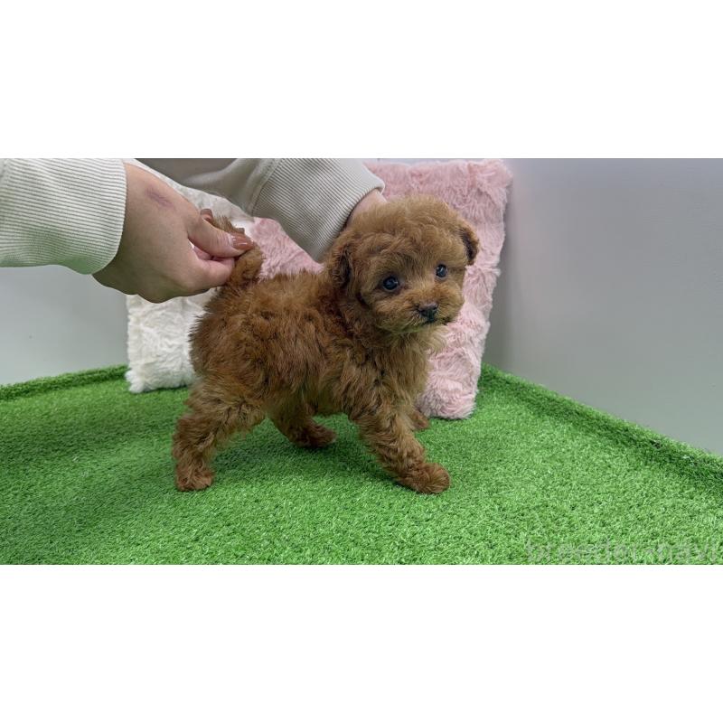 販売中の東京都のティーカッププードル-456349の8枚目