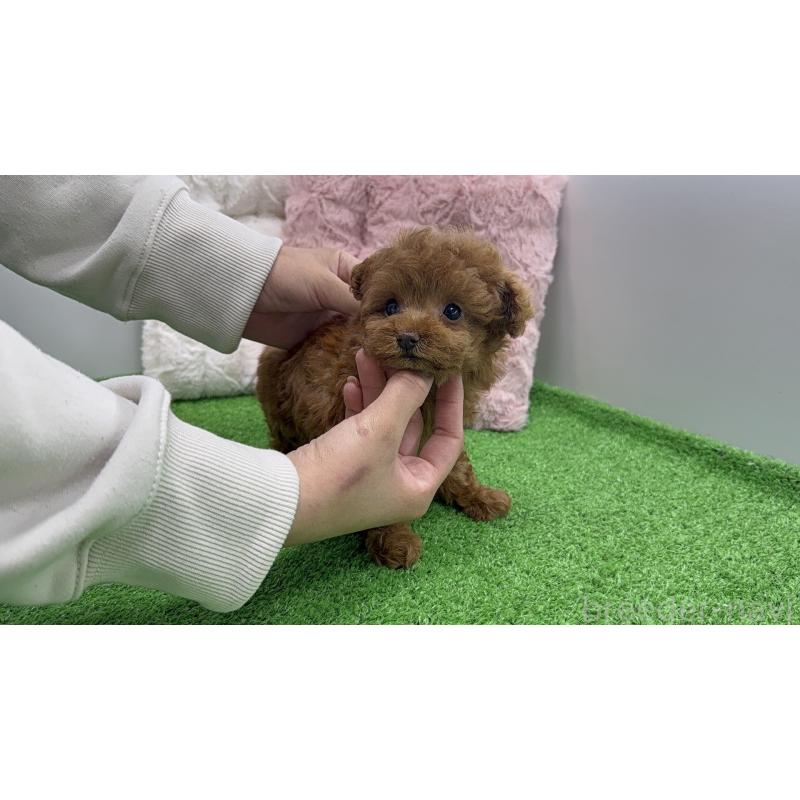 販売中の東京都のティーカッププードル-456349の7枚目