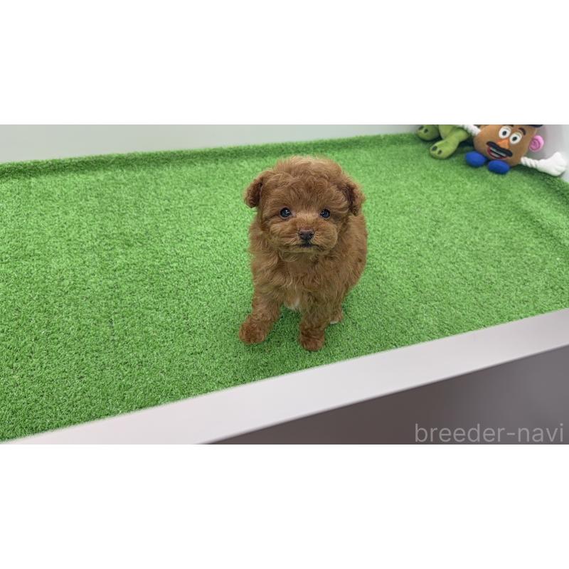 販売中の東京都のティーカッププードル-456349の6枚目