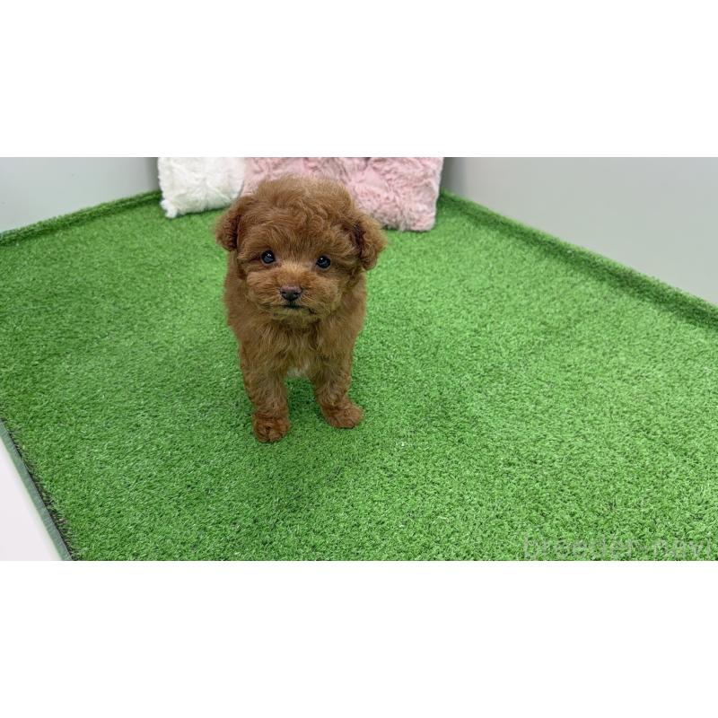 販売中の東京都のティーカッププードル-456349の5枚目