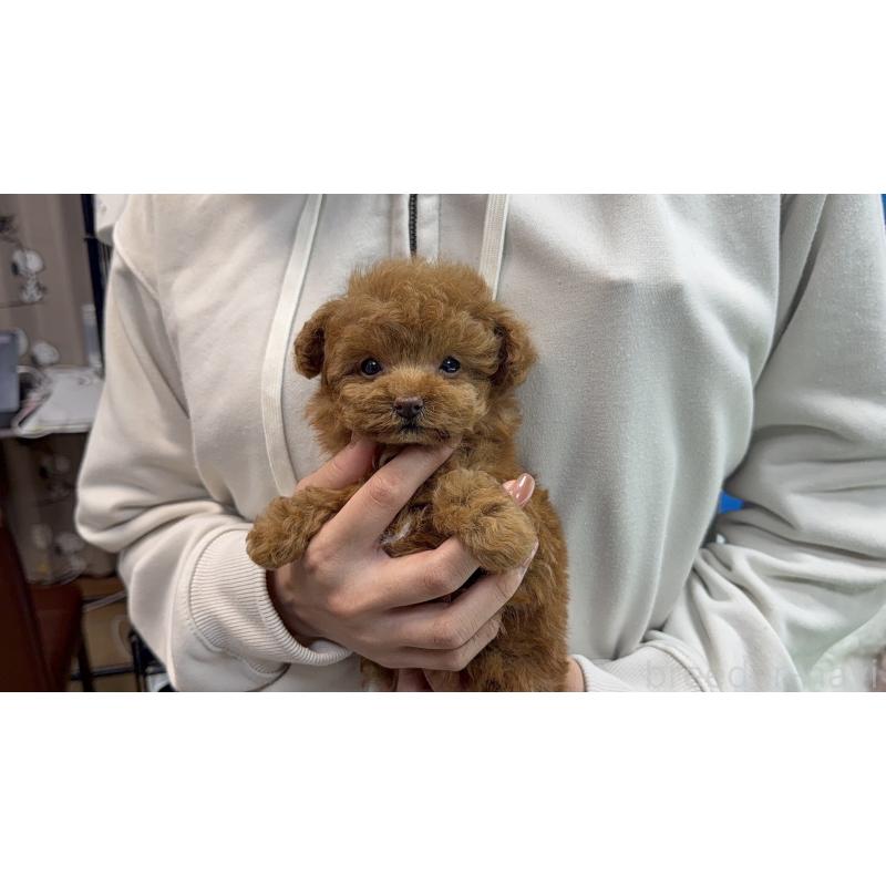 販売中の東京都のティーカッププードル-456349の3枚目