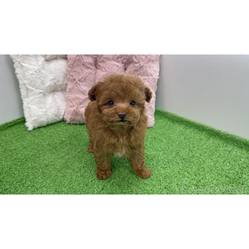 販売中の東京都のティーカッププードル-456349の2枚目