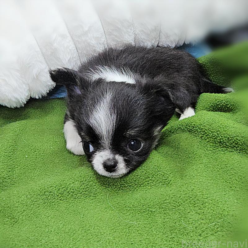 販売中の東京都のチワワ(ロングコート)-456350の6枚目