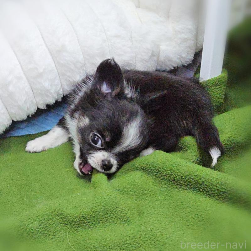 販売中の東京都のチワワ(ロングコート)-456350の5枚目