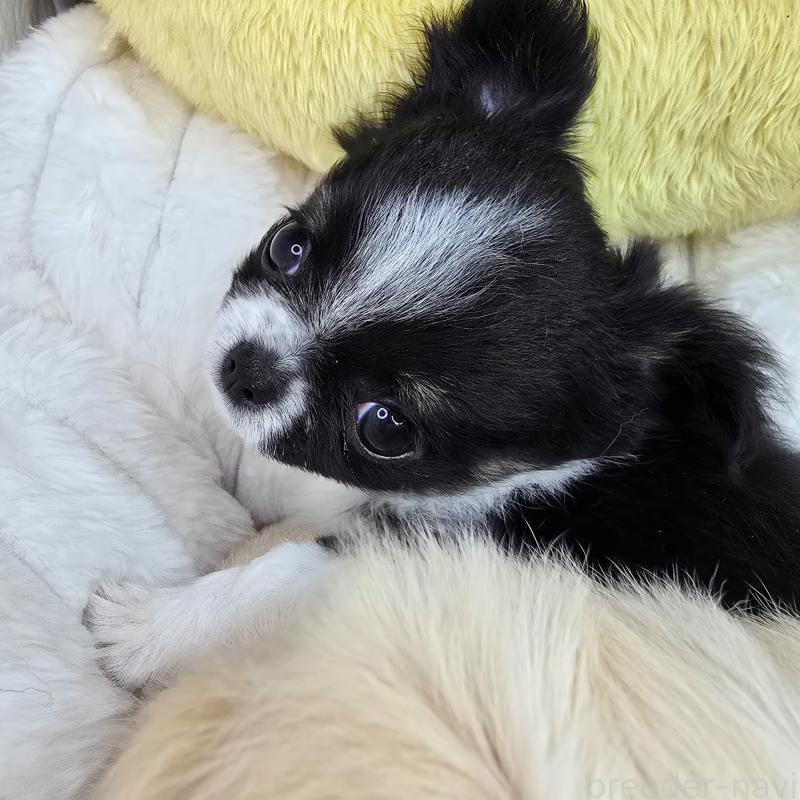 販売中の東京都のチワワ(ロングコート)-456350の3枚目