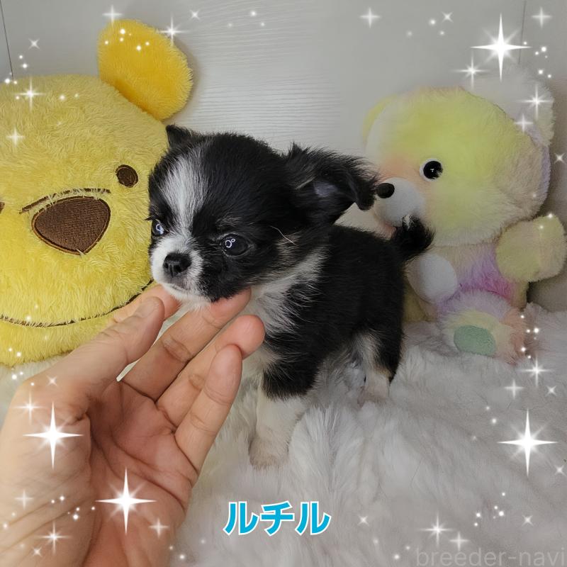 販売中の東京都のチワワ(ロングコート)-456350の2枚目