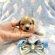 オンライン見学