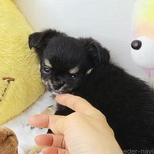 ♀︎チワワ(ロングコート)