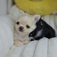 ♀︎チワワ(ロングコート)