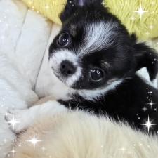 チワワ(ロングコート)の子犬