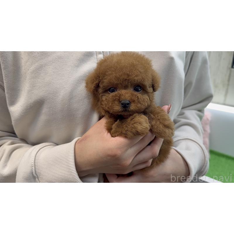 販売中の東京都のティーカッププードル-456355の7枚目