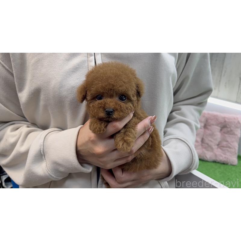 販売中の東京都のティーカッププードル-456355の6枚目