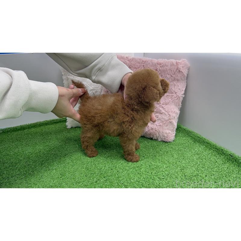 販売中の東京都のティーカッププードル-456355の5枚目