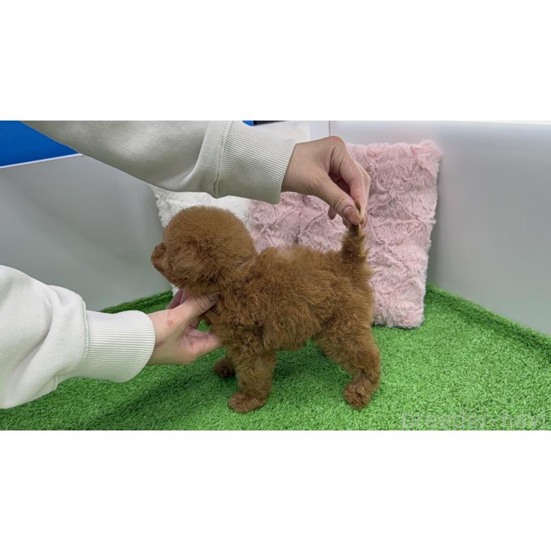 販売中の東京都のティーカッププードル-456355の4枚目