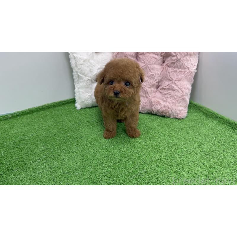 販売中の東京都のティーカッププードル-456355の3枚目