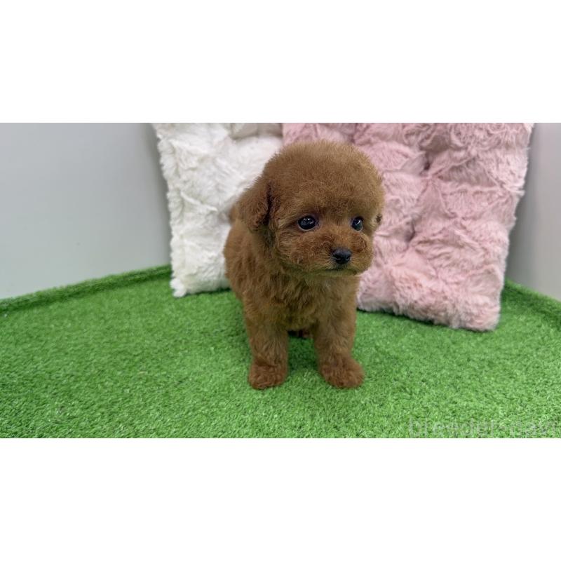 販売中の東京都のティーカッププードル-456355の2枚目