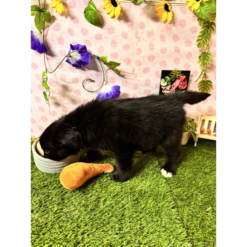 販売中の静岡県のミックス犬-456356の8枚目