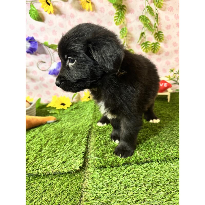 販売中の静岡県のミックス犬-456356の6枚目