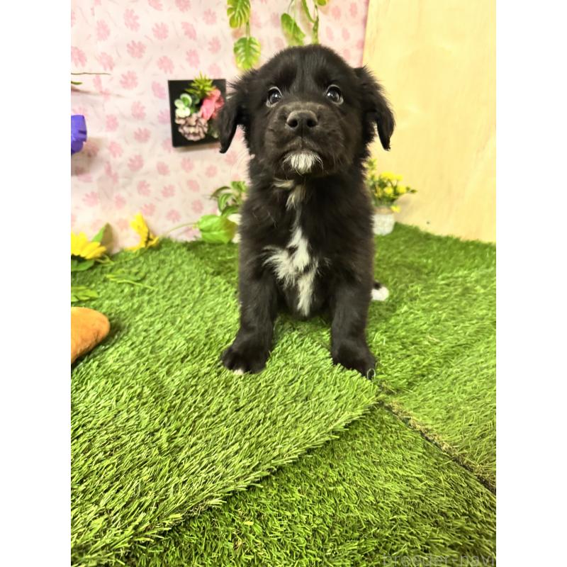 販売中の静岡県のミックス犬-456356の5枚目