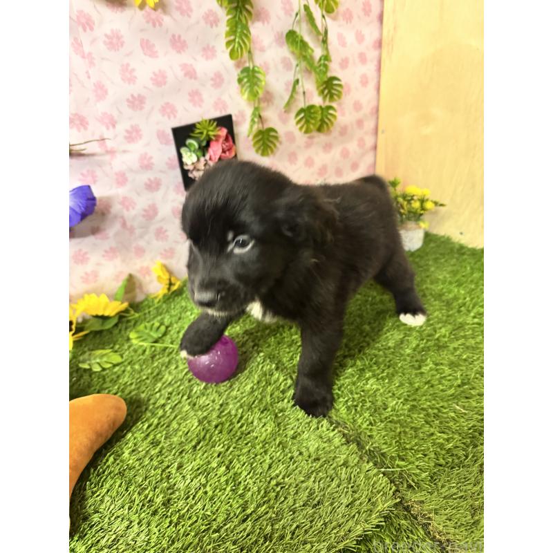 販売中の静岡県のミックス犬-456356の4枚目