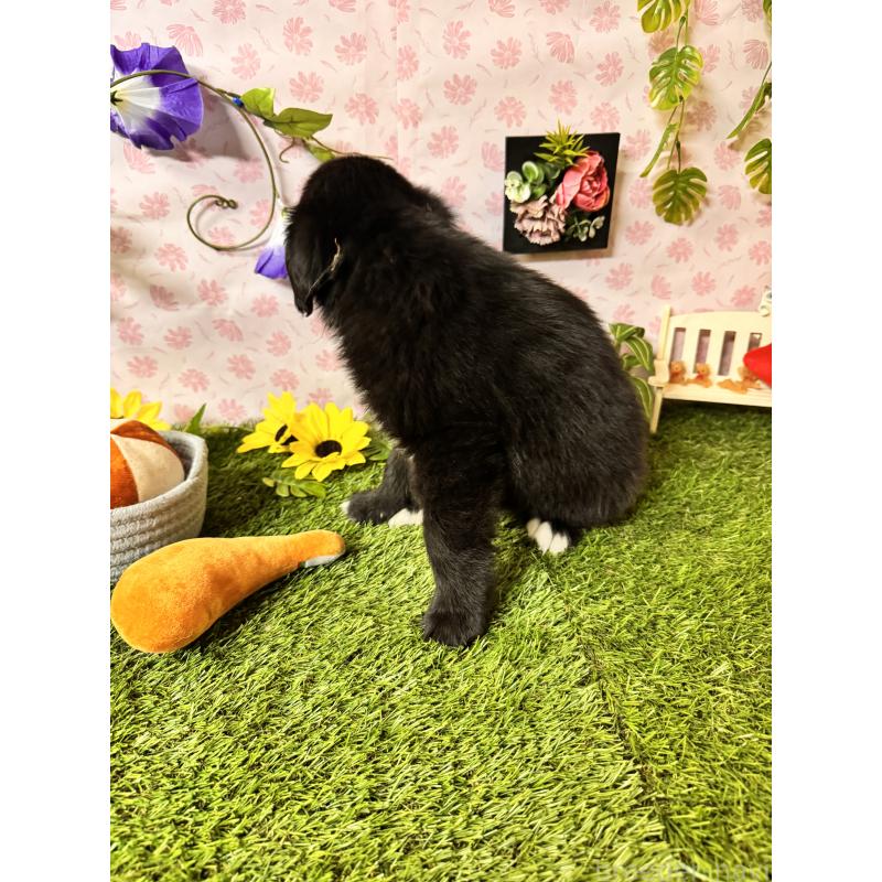 販売中の静岡県のミックス犬-456356の3枚目