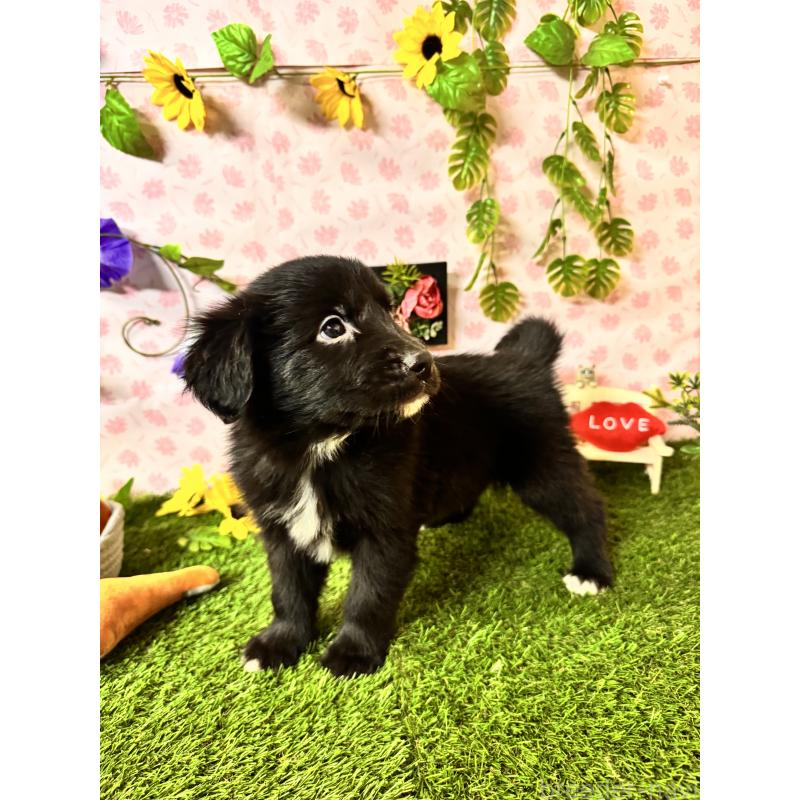 販売中の静岡県のミックス犬-456356の2枚目