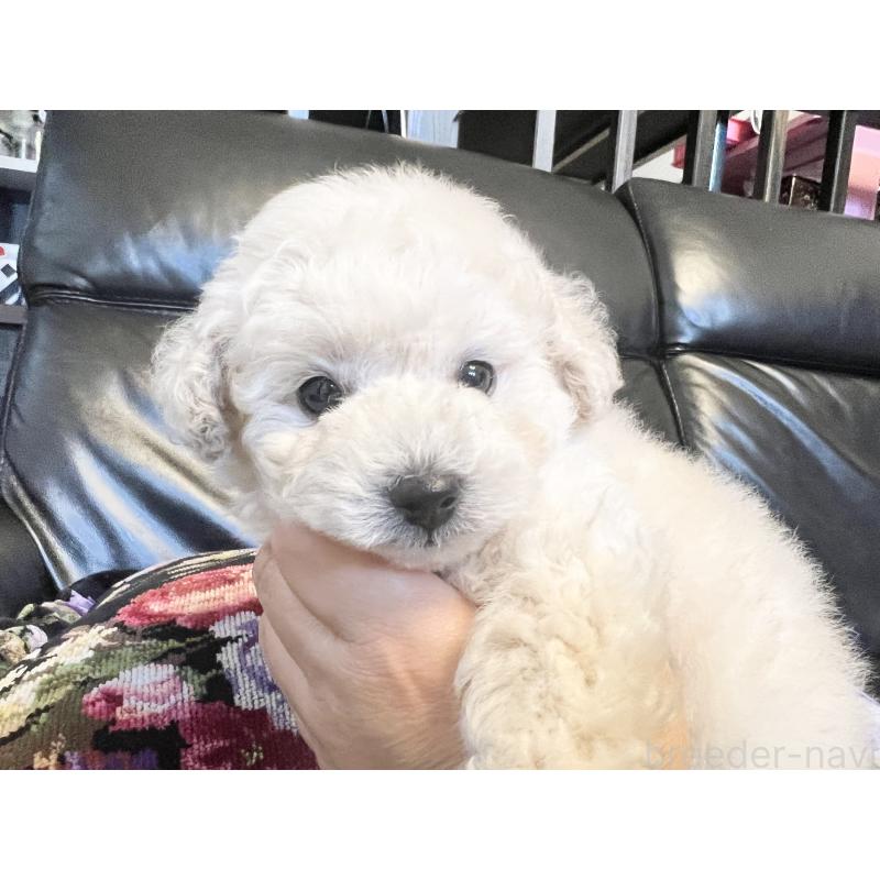 販売中の石川県のトイプードル-456136の5枚目