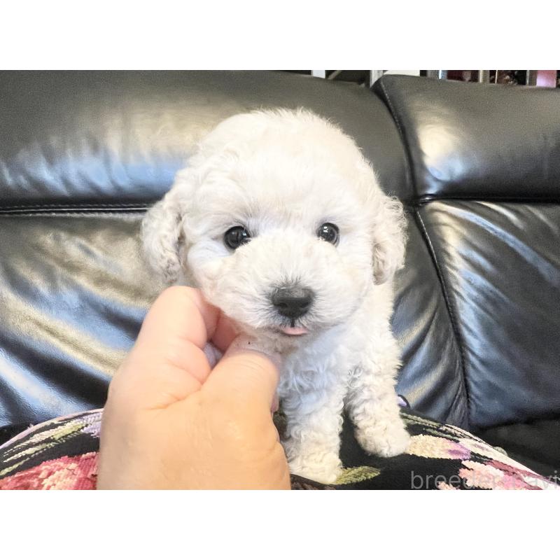 販売中の石川県のトイプードル-456136の4枚目