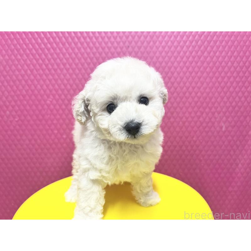 販売中の石川県のトイプードル-456136の3枚目