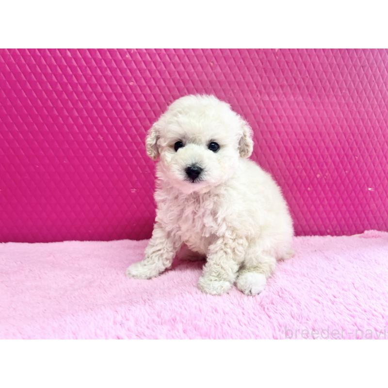 販売中の石川県のトイプードル-456136の2枚目