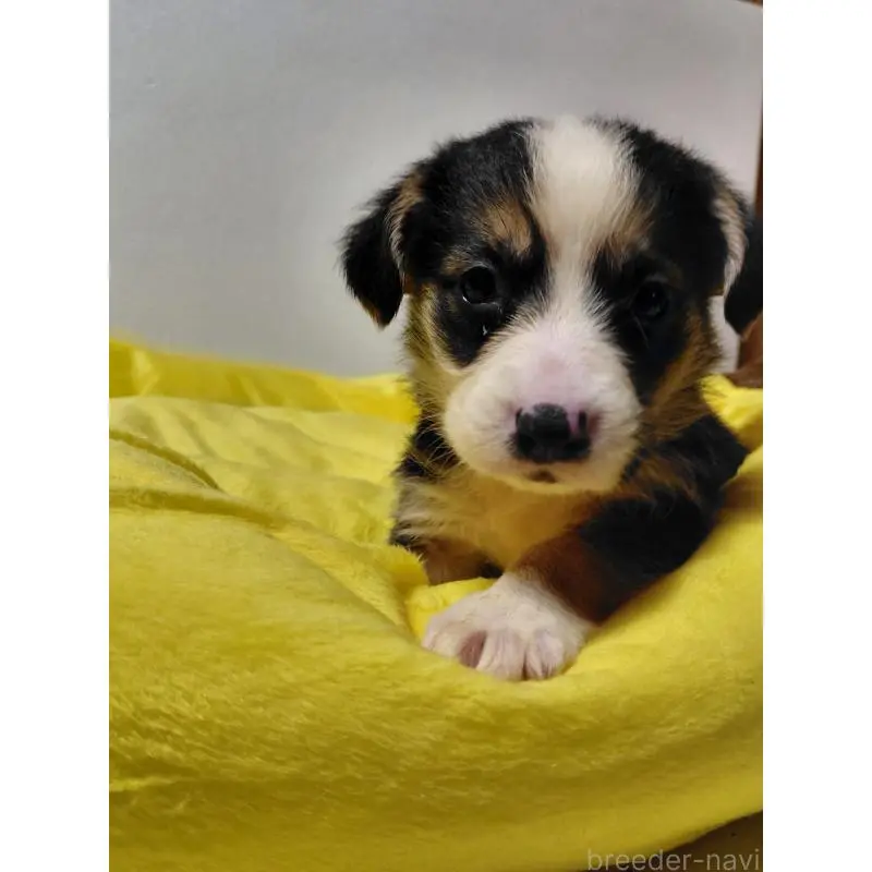 販売中の神奈川県のミックス犬-456138の10枚目