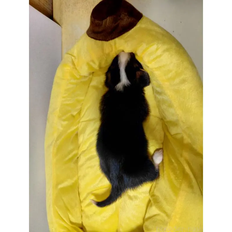 販売中の神奈川県のミックス犬-456138の9枚目