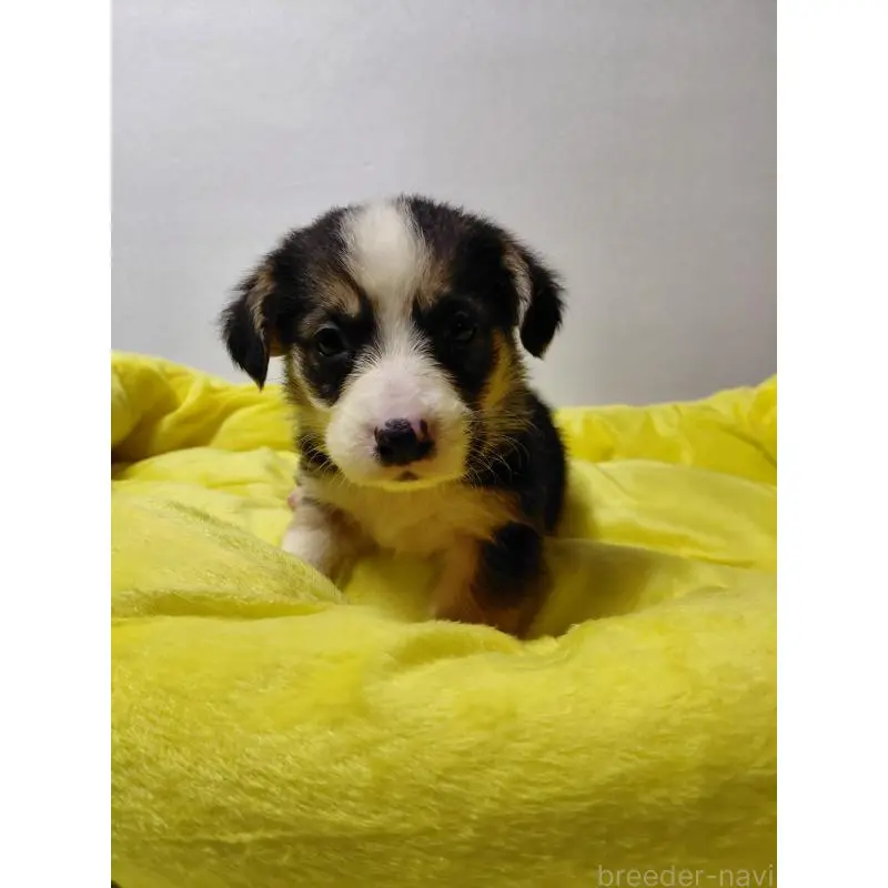 販売中の神奈川県のミックス犬-456138の8枚目