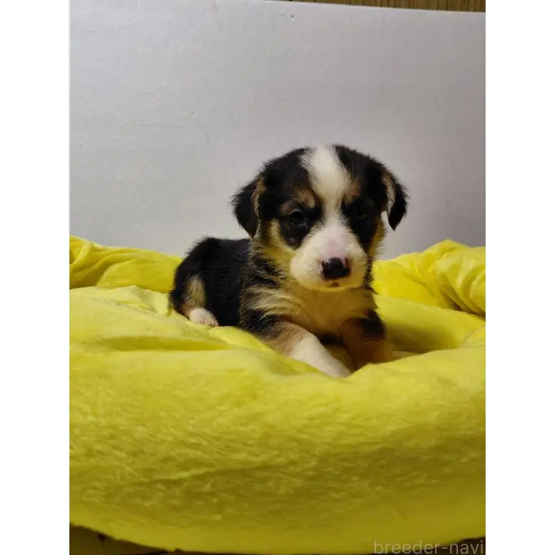 販売中の神奈川県のミックス犬-456138の7枚目