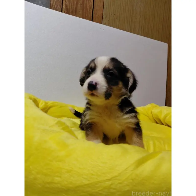 販売中の神奈川県のミックス犬-456138の6枚目