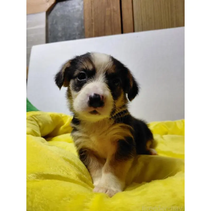 販売中の神奈川県のミックス犬-456138の5枚目