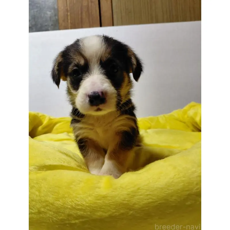 販売中の神奈川県のミックス犬-456138の4枚目