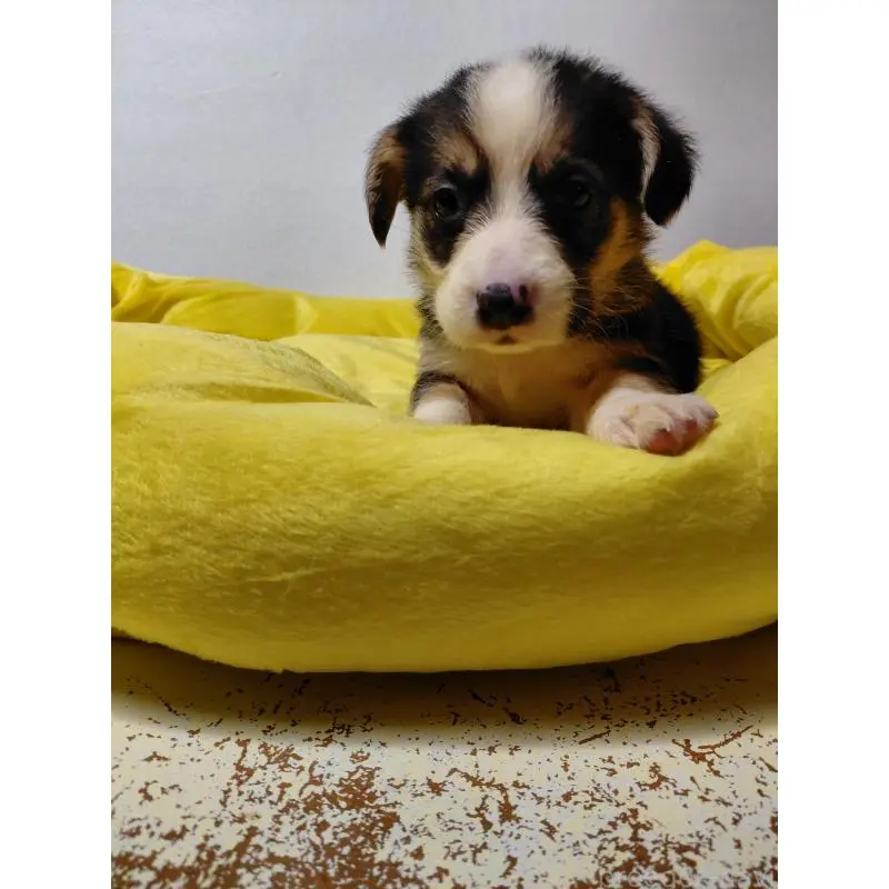 販売中の神奈川県のミックス犬-456138の3枚目