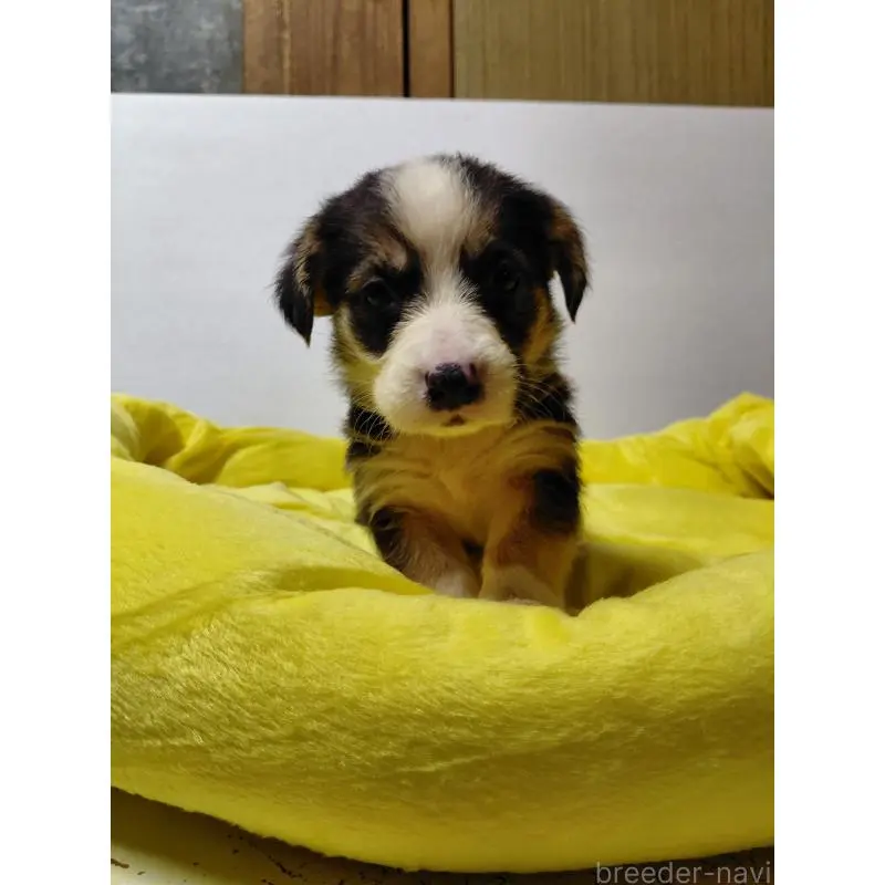 販売中の神奈川県のミックス犬-456138の2枚目