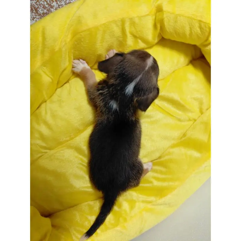 販売中の神奈川県のミックス犬-456139の12枚目