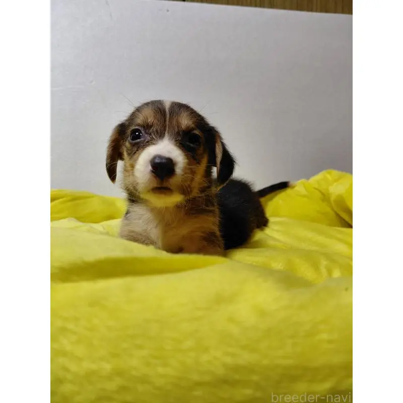 販売中の神奈川県のミックス犬-456139の11枚目