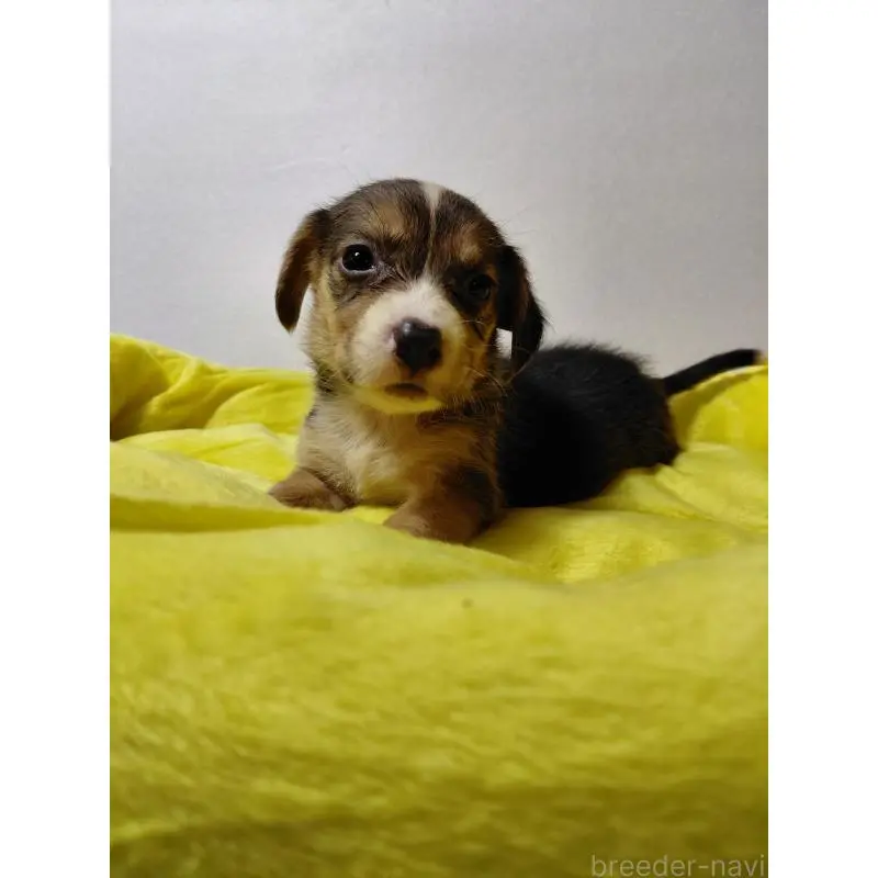 販売中の神奈川県のミックス犬-456139の10枚目