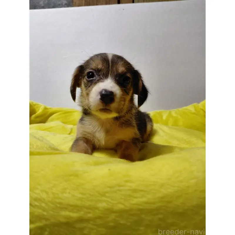 販売中の神奈川県のミックス犬-456139の9枚目